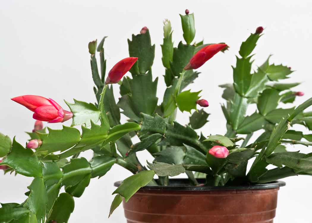 Picture of Christmas Cactus Plant